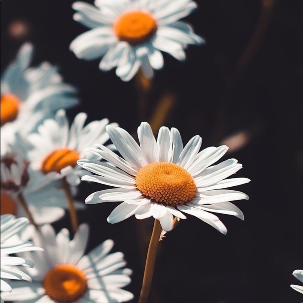 Meet your Posher, Tori